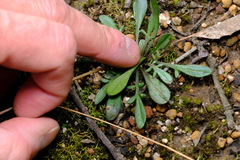 Allittia uliginosa