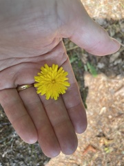 Hypochaeris radicata