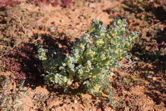 Atriplex holocarpa