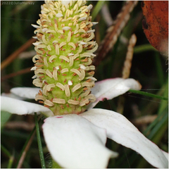 Anemopsis californica