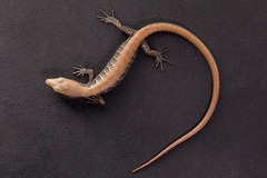 Elgaria multicarinata webbii