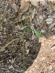 Hypochaeris radicata