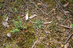 Allittia uliginosa
