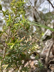 Styphelieae
