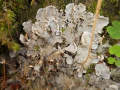 Peltigera praetextata