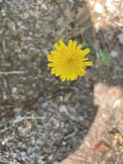 Hypochaeris radicata