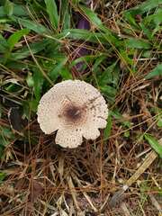 Agaricus