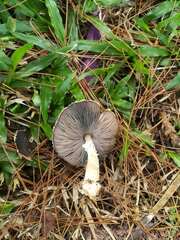Agaricus