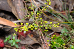 Acacia aculeatissima