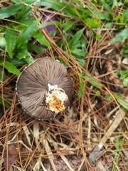 Agaricus