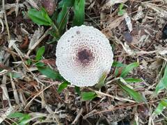 Agaricus