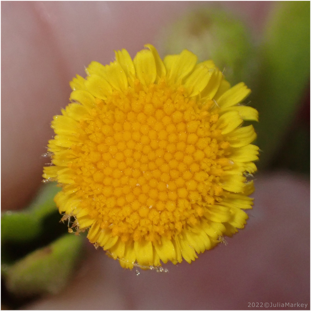 Spanish False Fleabane