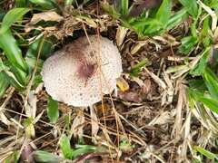 Agaricus