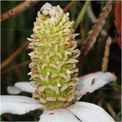 Anemopsis californica