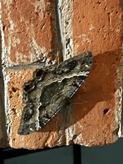 Ascalapha odorata
