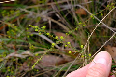 Acacia aculeatissima