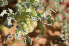 Atriplex holocarpa