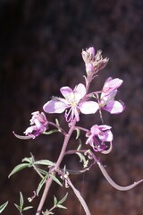 Cleome