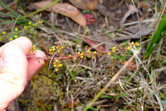Acacia aculeatissima