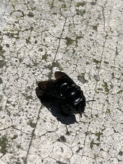Xylocopa