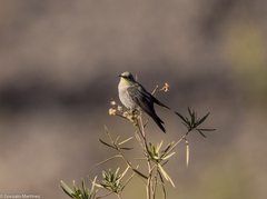 Oreotrochilus leucopleurus