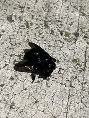 Xylocopa
