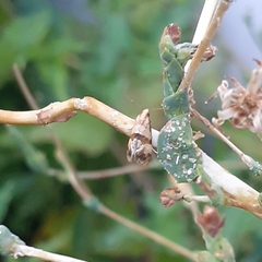 Phalonidia contractana