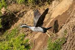 Phalacrocorax punctatus punctatus