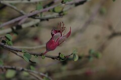 Adenolobus garipensis