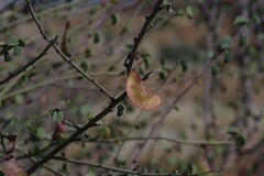 Adenolobus garipensis