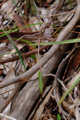 Lyperanthus suaveolens