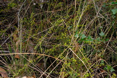 Acacia aculeatissima
