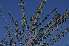 Adenolobus garipensis