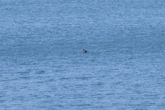 Phoca vitulina vitulina