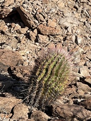 Ferocactus peninsulae
