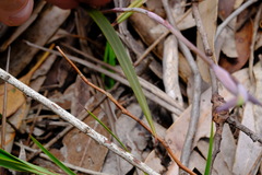 Lyperanthus suaveolens