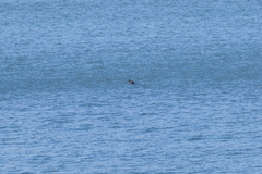 Phoca vitulina vitulina