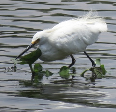 Egretta thula