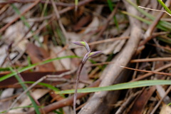 Lyperanthus suaveolens