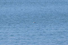 Phoca vitulina vitulina