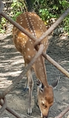 Cervus nippon pseudaxis