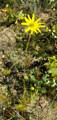 Helianthus occidentalis