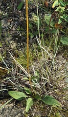 Helianthus occidentalis