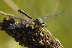 Ophiogomphus occidentis