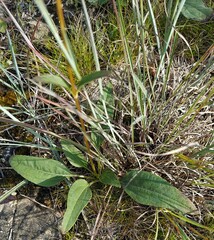 Helianthus occidentalis