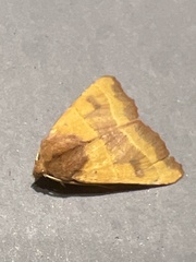 Atethmia centrago