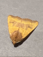 Atethmia centrago