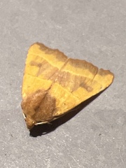 Atethmia centrago