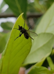 Entomophthora muscae