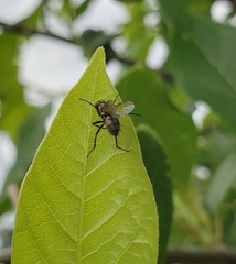 Entomophthora muscae